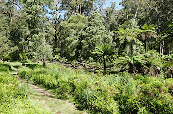 Urwald in den Dandenong Bergen bei Melbourne