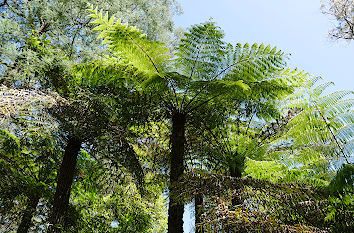 Urwald in den Dandenong Bergen bei Melbourne