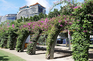 Bougainvilleanweg durch South Bank Brisbane