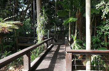 Steg durch Regenwald Park South Bank Brisbane