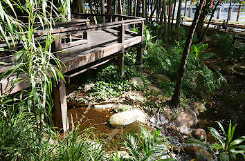Steg durch Regenwald Park South Bank Brisbane