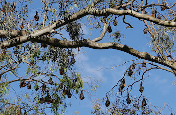 Flying Foxes am Yarra River in Melbourne