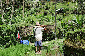 Reisbauer auf Bali