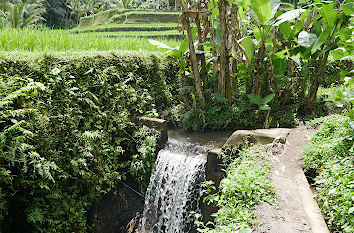 Reisanbaugebiet bei Ubud auf Bali