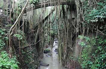 Von einem Ficusbaum eingewachsene Brücke im Affenwald von Ubud