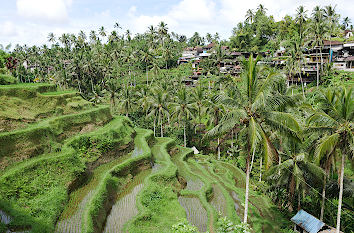 Reisterrassen von Tegallalang auf Bali