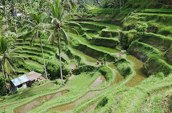 Reisterrassen von Tegallalang auf Bali