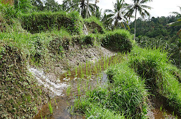 Reisterrassen auf Bali