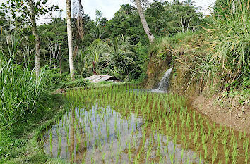 Reisterrassen auf Bali