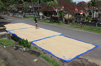 Reis trocknet auf der Straße in Bali