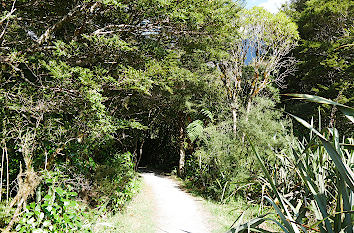 Subtropischer Regenwald am Milford Sound in Neuseeland