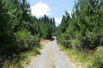 Kiefernwald Südinsel Neuseeland