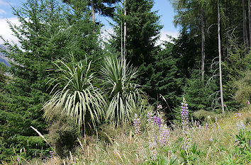 Lupinen, Fichten und Yucca in Neuseeland