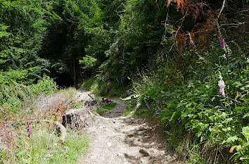 Fichtenwald mit Fingerhut in Neuseeland