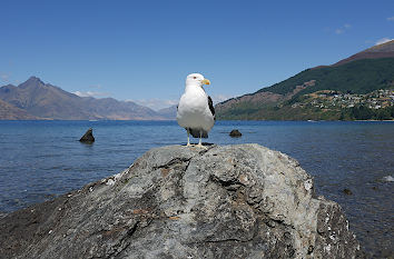 Möwe am Lake Wakatipu in Neuseeland