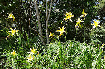 Taglilien Parkanlage Auckland