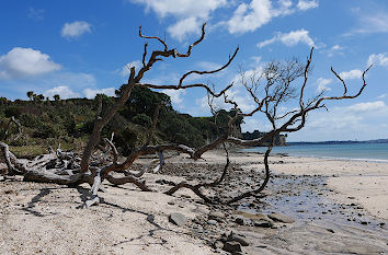 Long Bay in Auckland