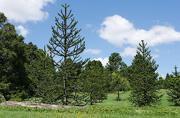 Koniferen im Botanischen Garten Auckland