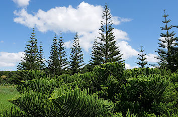 Koniferen im Botanischen Garten Auckland