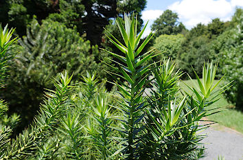 Koniferen im Botanischen Garten Auckland