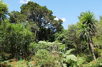 Buschland im Botanischen Garten Auckland