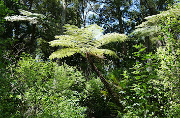 Buschland im Botanischen Garten Auckland