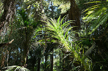 Buschland im Botanischen Garten Auckland