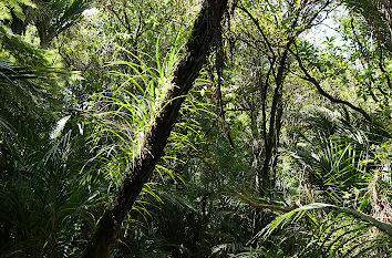 Buschland im Botanischen Garten Auckland