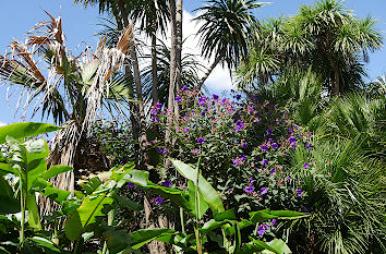 Botanischer Garten Auckland