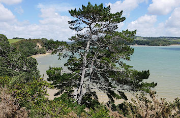 Long Bay Regional Park in Auckland